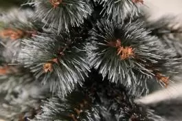 Novogodišnja jelka Bor sa belim vrhom iglice 80cm